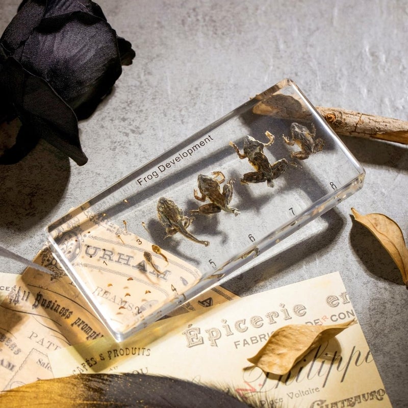 TOHTOFN Frog Development Specimen in Resin - Transparent Resin Block Showing Life Cycle from Egg to Adult Frog (5.5 x 2.5 x 0.8 Inches) - Image 1